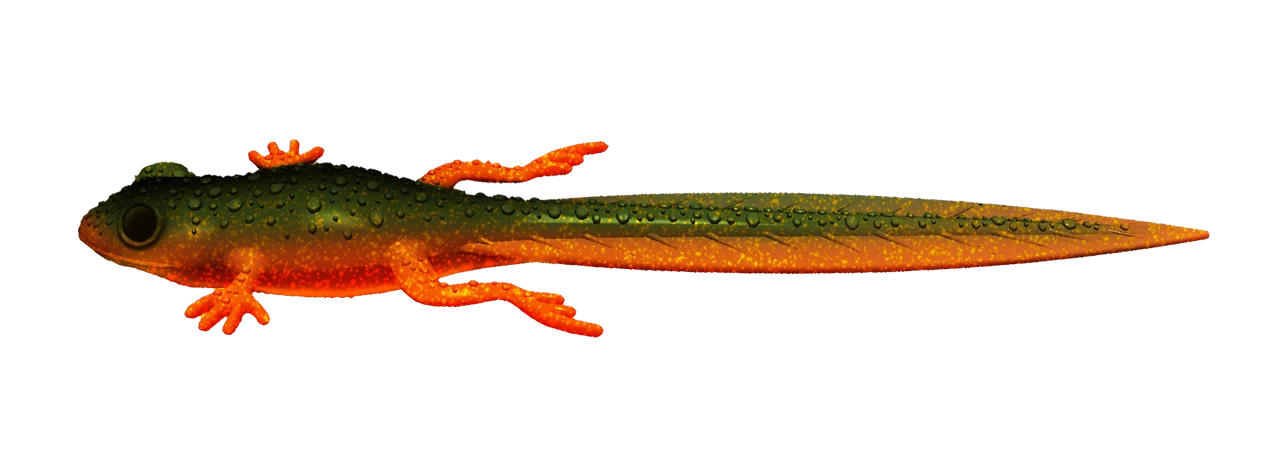 Silikona māneklis Libra Lures Frog Tadpole Tails 8.2"
