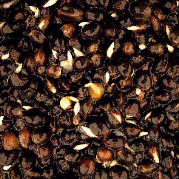 NASH-Oily Hemp, Ēļļainais kaņepju maisījums - 500ml/2,5L