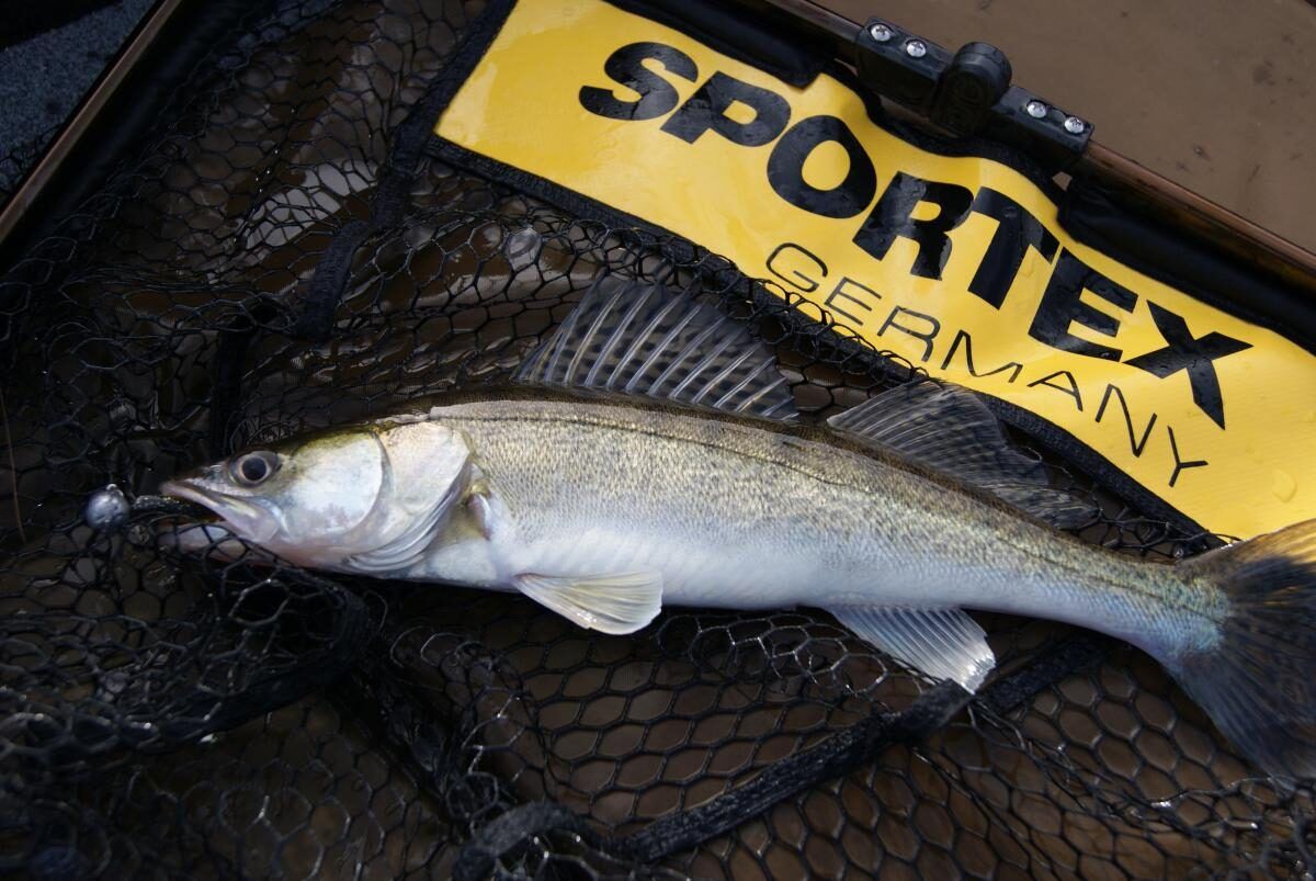 SPORTEX Aluminium Predator Landing Net rubber coated 80 x 70 cm , 70 x 60cm , 60 x 50 cm