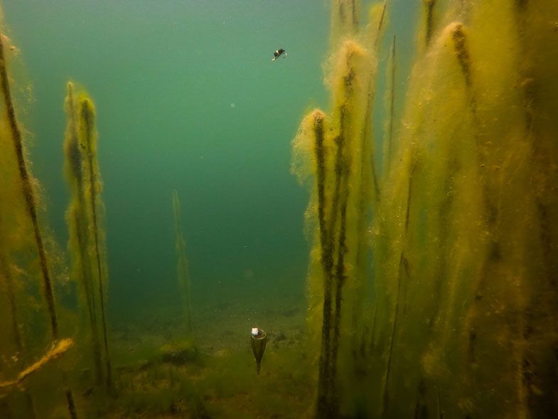 FOX EDGES Zig Float Kit , ZIg pludiņa sistēmas komplekts