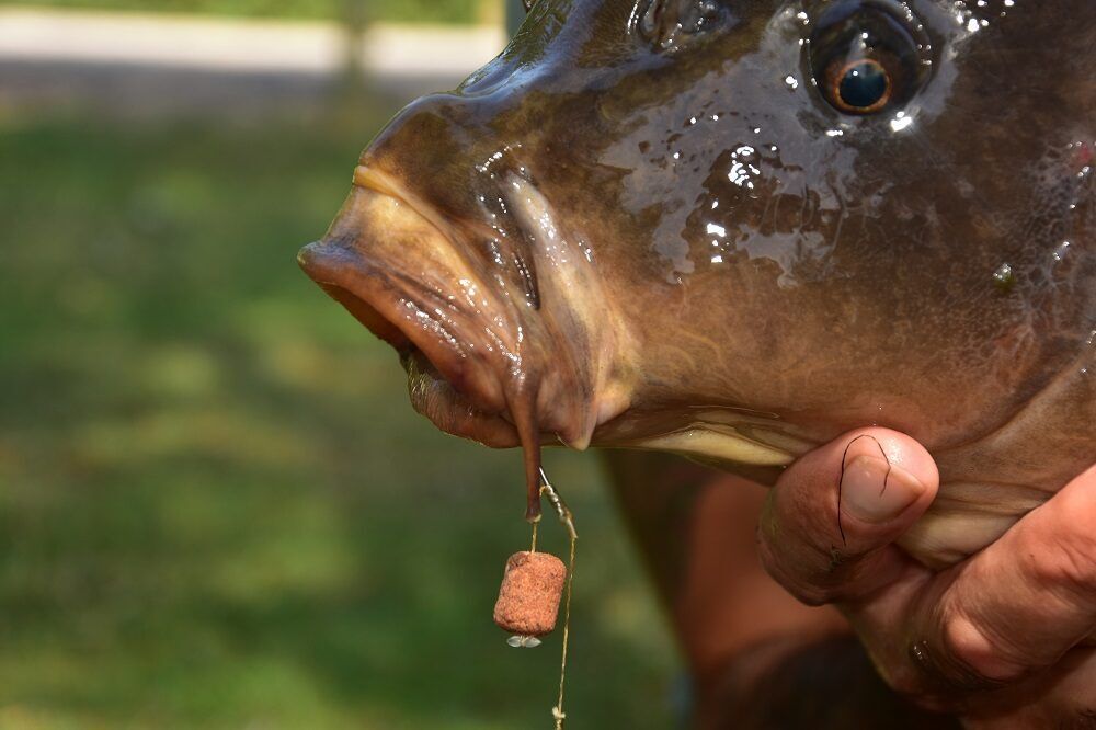 The Crave Wafters 15mm - Dynamite Baits