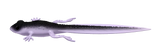 Silikona māneklis Libra Lures Frog Tadpole Tails 8.2"
