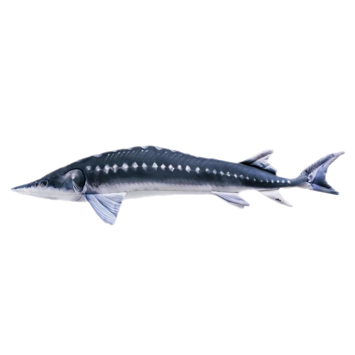 Spilvens Store 120cm / The Sturgeon 120cm