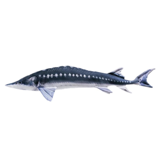 Spilvens Store 120cm / The Sturgeon 120cm