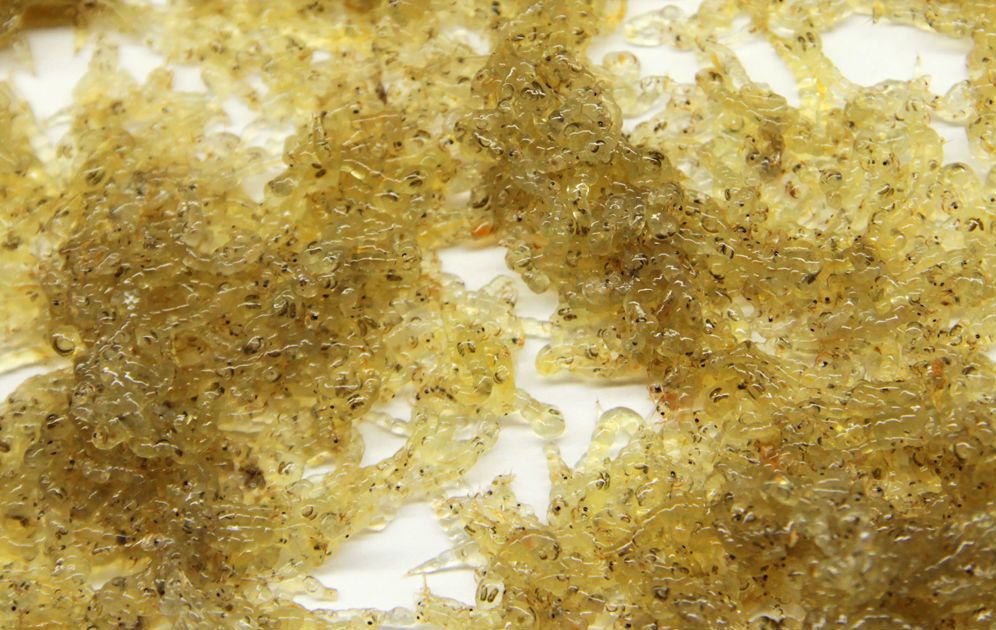 Odu kāpuri (karetra)