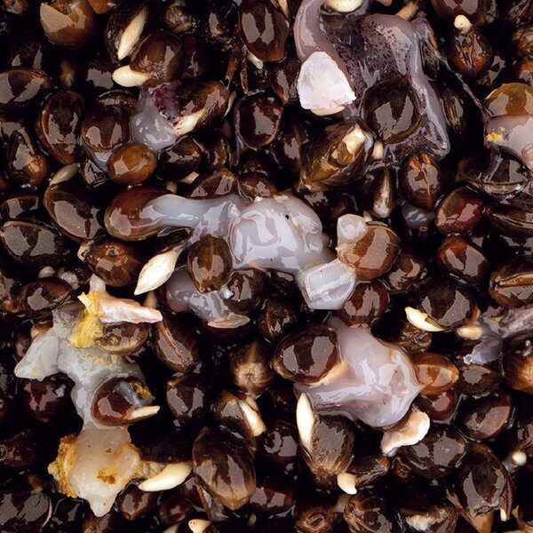 NASH-SCOPEX SQUID HEMP, Scopex kalmāra kaņepe - 500ml/2,5L 2,5L