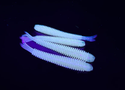 OSHELure Magnet - 2" 2.5" 3" asaru un citu plēsēju gumijas mānekļi atvadas sistēmai