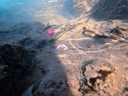 Svins Delphin CyberBARBED