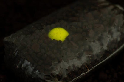 STICKY PINEAPPLE & N'BUTYRIC POP UPS, Ananāsu/Sviestskābes peldošās boilas jeb pop up - 12,16mm