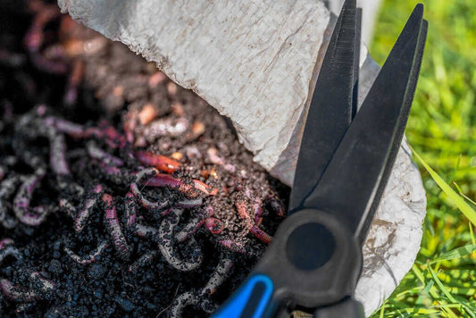 PRESTON WORM SCISSORS , Asas tārpu un slieku šķēres