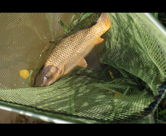 Korum Power Folding Triangle Latex 30 in