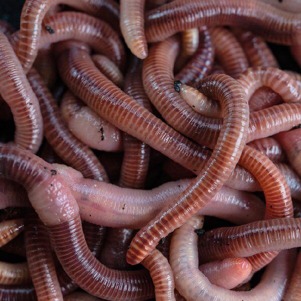 NASH Wormcell liquid, Likvīds no tārpiem - 500ml