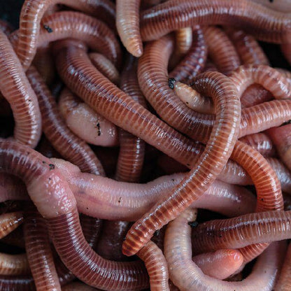 NASH Wormcell liquid, Likvīds no tārpiem - 500ml