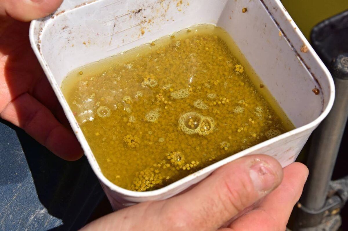 Dynamite Swim Stim F1 Sweet Pellets, F1 saldās peletes 2mm/4mm/6mm/8mm