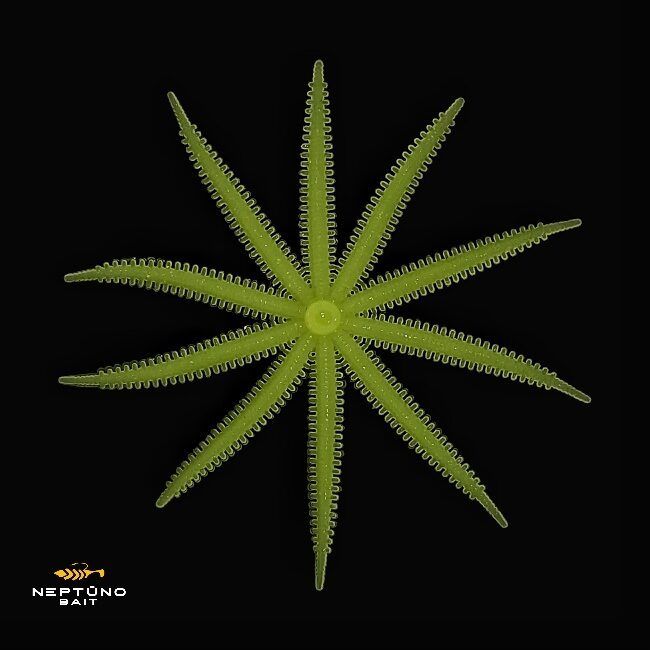 NEPTUNO BAIT Octopus / Astoņkājis 3" (dažādu izmēru gumijas, paredzētas asaru un citu plēsīgo zivju makšķerēšanai)