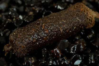 STICKY CLOUDY BLOODWORM LIQUID, Motiļa garšas mākoņa šķidrums - 1litrs