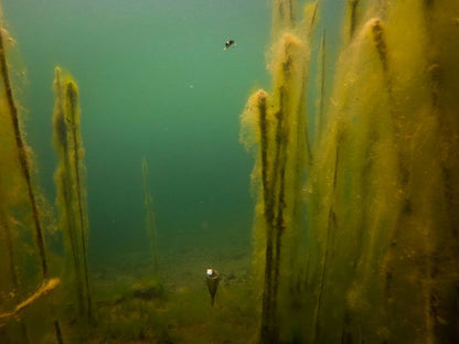 FOX EDGES Zig Float Kit , ZIg pludiņa sistēmas komplekts