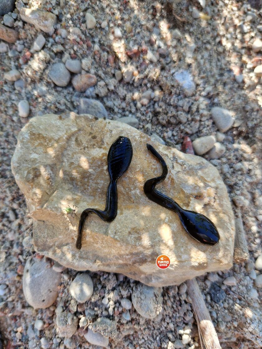 NEPTUNO BAIT Buožgalvis / Kurkulis 1" nano jig, nano džiga gumijas visa veida zivju makšķerēšanai