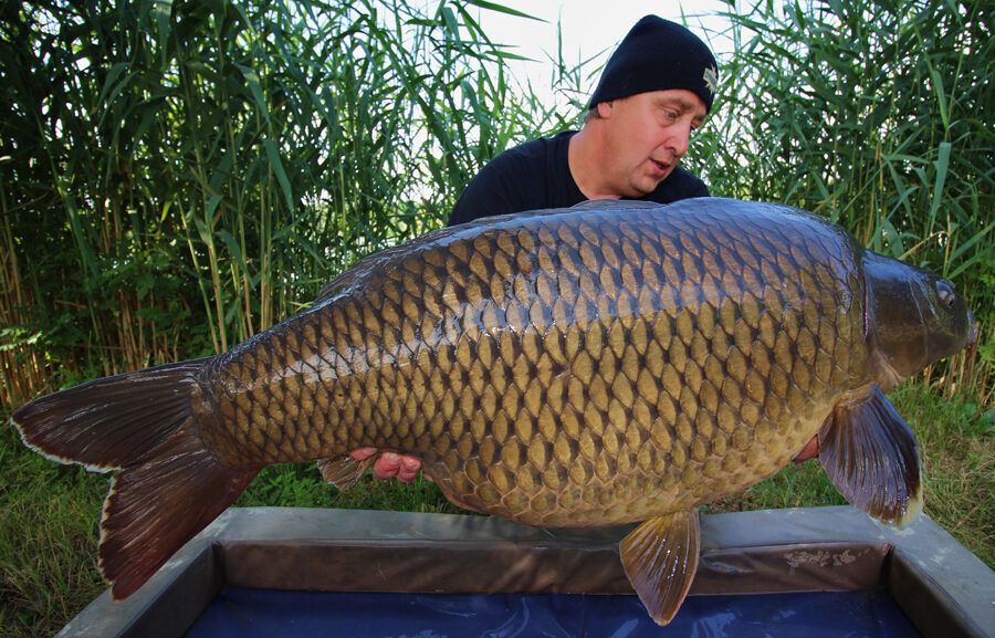 Dynamite baits 15mm Hot Fish & GLM Boilas, Asās boilas ar GLM 1kg