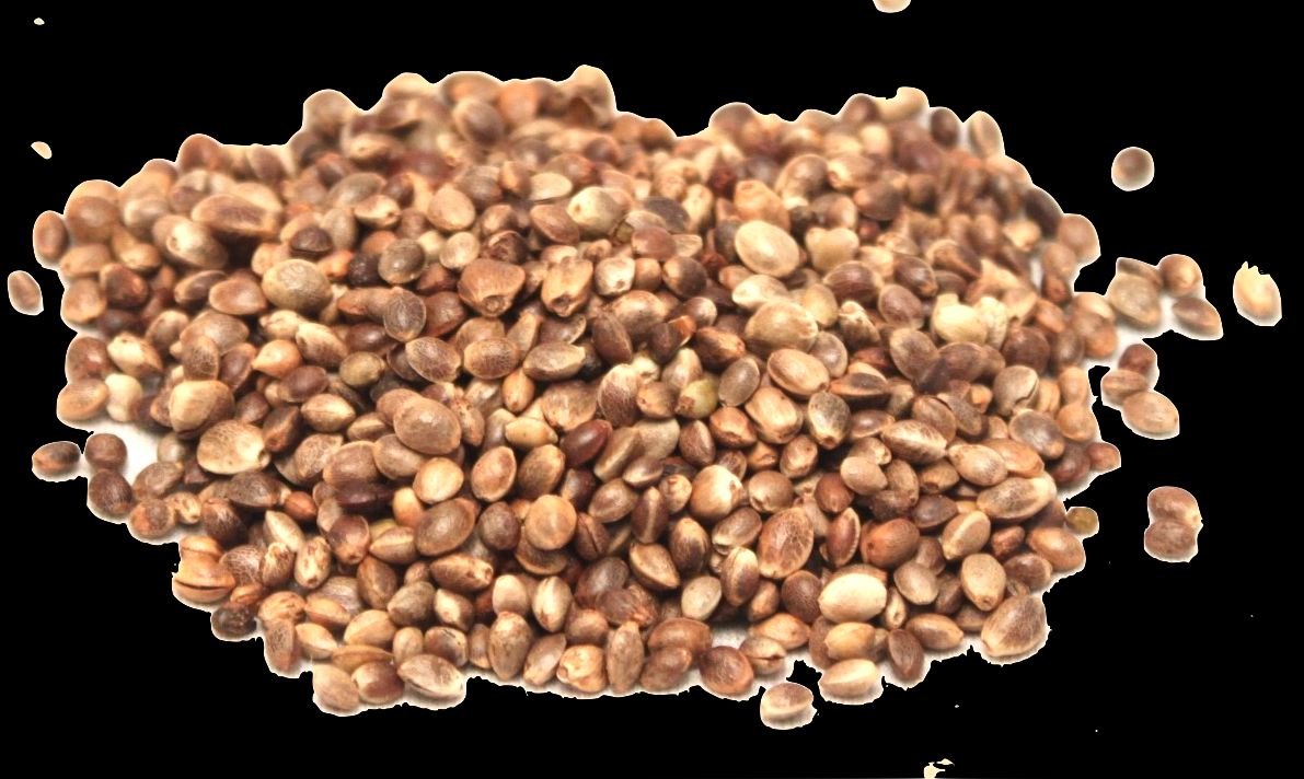 Sausā kaņepe